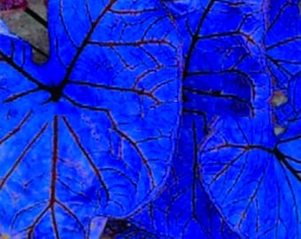 Blue Caladium Zwerg Elephant Ear Zierpflanzenpackung für den tropischen Garten 200 Samen