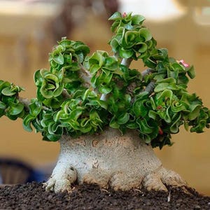 Dorset horn adenium - Etsy 日本