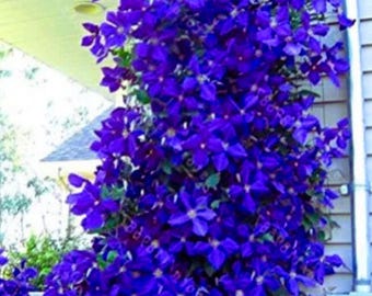 Blue Clematis Seeds Perennial Climbing Flower Vine Garden Plant 100 Seeds
