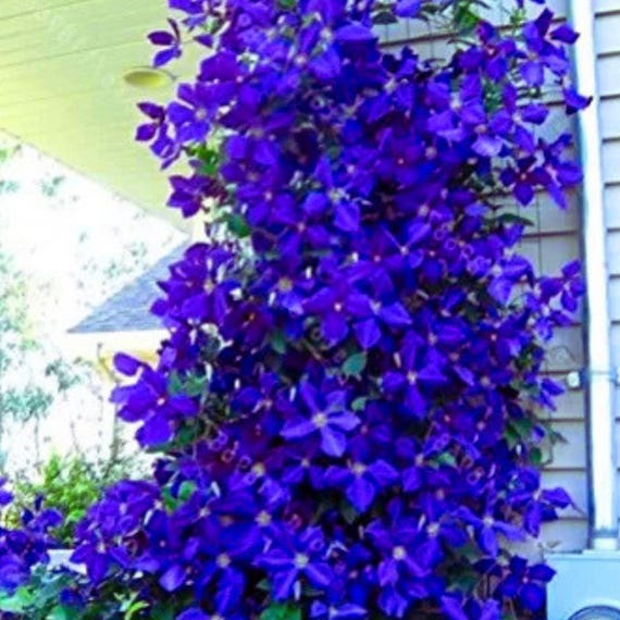 Blue Clematis Seeds Perennial Climbing Flower Vine Garden Plant 100 Seeds