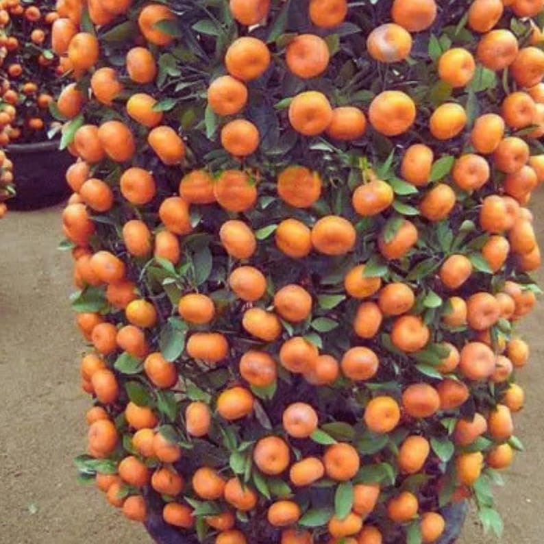 K&ouml;nnte beinhalten: Nahaufnahme eines kleinen Orangenbaums, der mit reifen, leuchtend orangefarbenen Fr&uuml;chten beladen ist. Der Baum hat dunkelgr&uuml;ne Bl&auml;tter und ist dicht mit den kleinen Zitrusfr&uuml;chten besetzt. Der Baum steht in einem dunklen Topf.