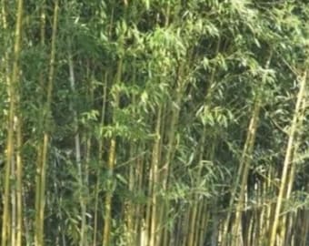 Yellow Bamboo – Phyllostachys Aureosulcata Gold Bamboo – Hardy Ornamental Garden Plant 25+ Seeds