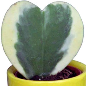 Hoya kerrii variegata - Etsy.de