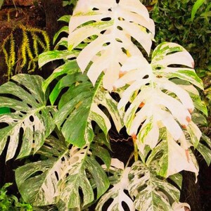 bipinnatifidum philodendron Philodendron Split Leaf Selloum