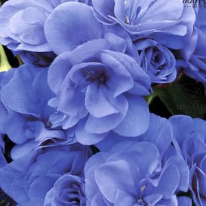 May include: A close-up shot of a collection of blue flowers, showcasing multiple layers of petals. The flowers have a soft, velvety texture and a range of blue shades. The image is well-lit, highlighting the intricate details of the blooms.