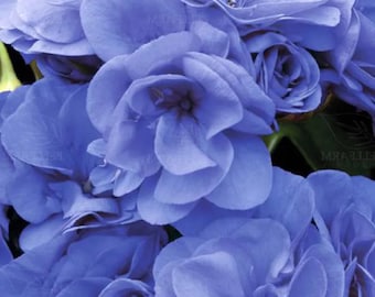 Geranium ‘Sky Blue Noon’ Blue Perennial Flower | Pelargonium Fragrant Double Bloom Plant 10 Seeds
