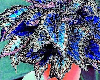 Seltene Coleus Bonsai Laub (Coleus blumei) Bunte Zier Zimmerpflanze Garten Indoor Outdoor 30 Samen