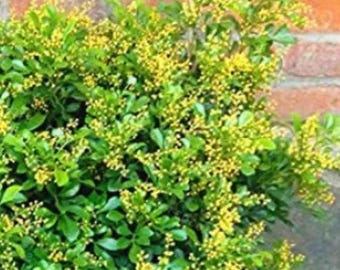 Aglaia Odorata Bonsai – Fragrant Chinese Perfume Plant for Balcony Garden Bonsai 100 Seeds