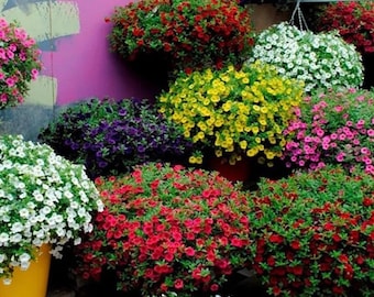 Kabloom Calibrachoa Mixed Seeds – Hanging Petunia Flower Mix (200 Seeds)
