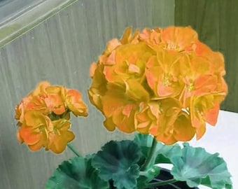 Goldene Geraniensamen - dichte kugelförmige große Blütenblumen - Gartenpflanze im Bonsai-Stil - 10 Samen