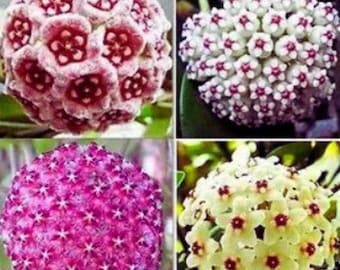 Hoya Carnosa Mix – Wax Plant Flower Seeds for Indoor & Outdoor Garden Planting 100 Seeds