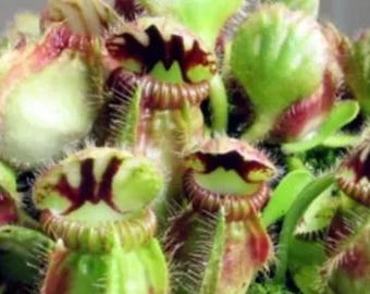 Cephalotus Follicularis – Zeldzame blauwe bekerplant vleesetende plant voor terrarium en binnentuin (meer dan 100 zaden)