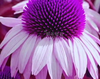 Echinacea White Petals Purple Centre Seeds | Perennial Coneflower Big Blooms Garden Flower 30 Seeds