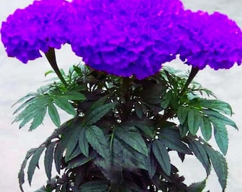 Purplish Blue Marigold – Unique Perennial Flower Seeds for Home Garden 100 Seeds