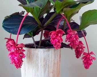 Medinilla Magnifica – Tropical Rose Grape Flowering Plant for Indoor & Outdoor Gardens 30 Seeds