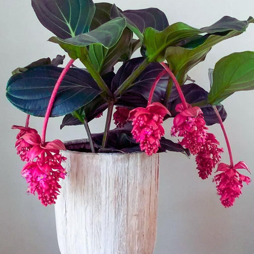Medinilla magnifica - Etsy 日本
