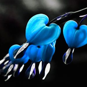 Può includere: Primo piano di fiori di cuore sanguinante blu vibranti su sfondo nero. I petali a forma di cuore sono di un blu sorprendente, con accenti bianchi e viola. L'immagine mette in risalto la delicata bellezza dei fiori.