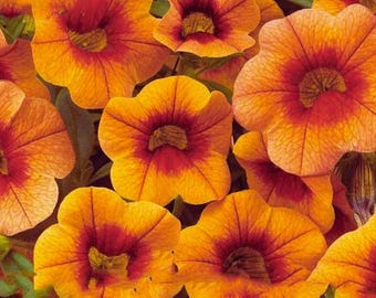 Apricot Punch Calibrachoa – Organic Petunia Style Flower Seeds for Hanging Baskets & Garden 100 Seeds