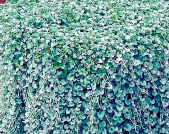 Dichondra Repens Silver Falls y Emerald Falls – Planta rastrera tapizante (100 semillas)