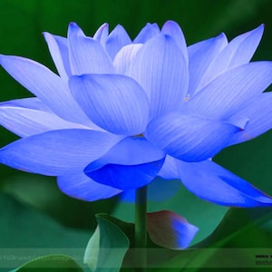 Blue lotus tubers - Etsy 日本