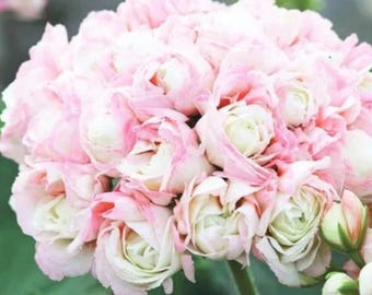 Apple Blossom Geranium Pelargonium Hortorum Perennial Flower Bonsai Plant 20 Seeds