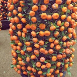K&ouml;nnte beinhalten: Nahaufnahme eines kleinen Orangenbaums, der mit reifen, leuchtend orangefarbenen Fr&uuml;chten beladen ist. Der Baum hat dunkelgr&uuml;ne Bl&auml;tter und ist dicht mit den kleinen Zitrusfr&uuml;chten bedeckt. Der Baum steht in einem dunklen Topf.
