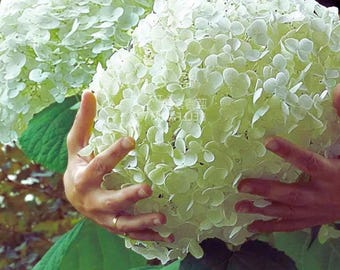 Hydrangea arborescens White Flower Seeds – for Elegant Garden Blooms 15 Seeds
