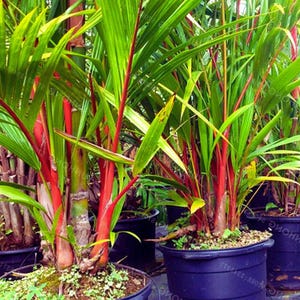red philodendron BubbleBlooms Sun Red Philodendron in a 4 inch Pot Bright Red Philo –  Florida House Plants main image 1