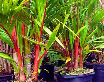 Lipstick Palm (Cyrtostachys renda) Red Sealing Wax Palm Tropical Ornamental 50 Seeds