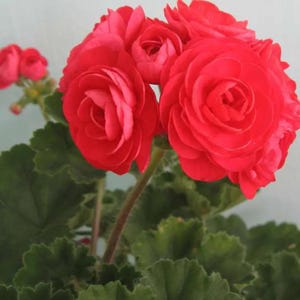 May include: A cluster of vibrant red geranium flowers with layered, ruffled petals. The blooms are supported by thin, light green stems and are surrounded by dark green, textured, lobed leaves with scalloped edges, creating a dense floral display.