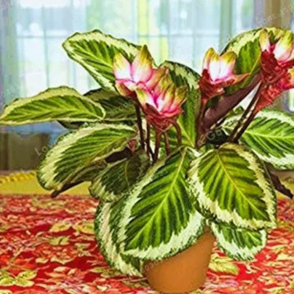 calathea roseopicta kaufen Calathea Roseopicta Silvia (Korbmarante) kaufen? | Silvia main image 1