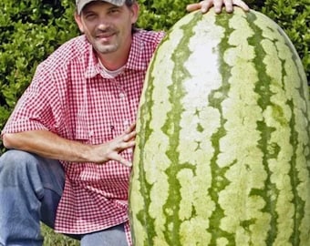 Iwanaga Giant F1 Watermelon Seeds – Hybrid for Huge Sweet Melons (10 Seeds)