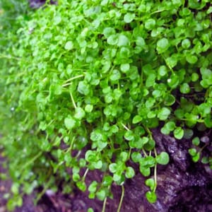 Puede incluir: Primer plano de una planta verde brillante con hojas pequeñas y redondas. La planta tiene un patrón de crecimiento denso y en cascada, con tallos delicados y una apariencia exuberante. Las hojas son de un verde brillante y saludable, lo que sugiere vitalidad. Probablemente una planta tapizante o rastrera.
