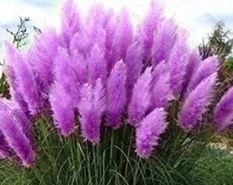 Purple Pampas Grass Ornamental Grass Cortaderia Garden Plant 500 Seeds