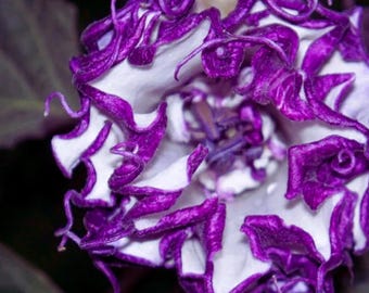 Purple Moon Angel Trumpet Datura Seeds – Exotic Ornamental Flowering Plant, 20 Seeds
