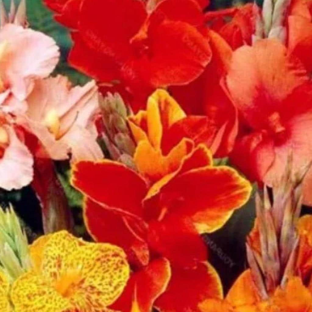 Dwarf canna plants - Etsy 日本
