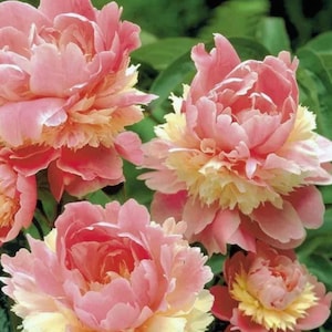 Könnte beinhalten: Nahaufnahme von mehreren rosa Pfingstrosenblüten mit gelben Zentren. Die Blütenblätter sind geschichtet und gerüscht, wodurch ein volles, strukturiertes Aussehen entsteht. Die Blüten befinden sich in verschiedenen Stadien der Blüte, wobei einige vollständig geöffnet sind und andere noch knospen. Grünes Laub bildet den Hintergrund.