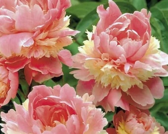 Heirloom Baum Peony - Double Bloom Mixed Color Sorbet Peony Flower (5 Samen)