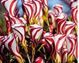 Oxalis Versicolor Flower – Candy Cane Flower for Home Garden Planting 100 Seeds