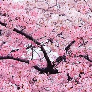 May include: A close-up of a tree with pink cherry blossoms in full bloom. The branches are dark brown, and the flowers are a mix of light and dark pink, creating a vibrant and colorful display.