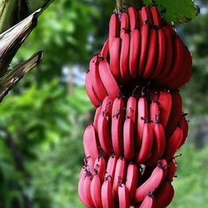 Könnte beinhalten: Ein Büschel leuchtend roter Bananen, das an einem Ast hängt. Die Bananen haben eine glatte, gebogene Form und eine tiefrote Farbe. Der Hintergrund ist ein verschwommenes Grün, was auf eine natürliche Umgebung im Freien hindeutet.