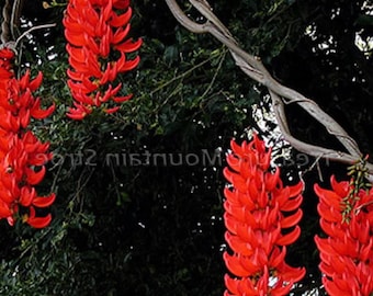 Rare Mucuna bennettii Red Jade Vine – Exotic Climbing Perennial Flower 5 Seeds