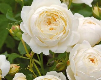 Claire Austin White Rose Seeds Rare Shrub Flower Professional Pack 50 Seeds