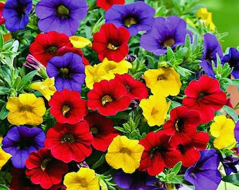 Mixed Calibrachoa Petunia – Colorful Mini Petunia Flower for Home Garden Planting 100 Seeds