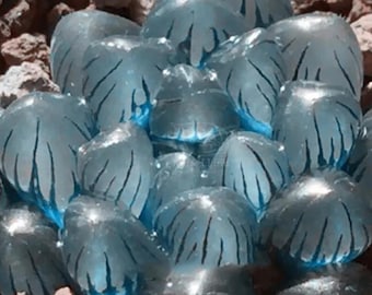 Haworthia obtusa ‘Crystal’ Light Blue Succulent Seeds (5 pcs) Rare Transparent Indoor Bonsai Plant