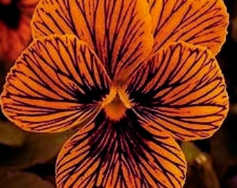 Viola Tiger Eye Pansy Rare Flower for Garden Containers Bonsai Style Plants 20 Seeds