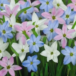 Könnte beinhalten: Nahaufnahme eines Clusters von Frühlingsblumen in Blau-, Rosa- und Weißtönen. Die Blumen haben sechs Blütenblätter und gelbe Zentren, mit grünen Stielen und Blättern. Die Blumen sind in voller Blüte.