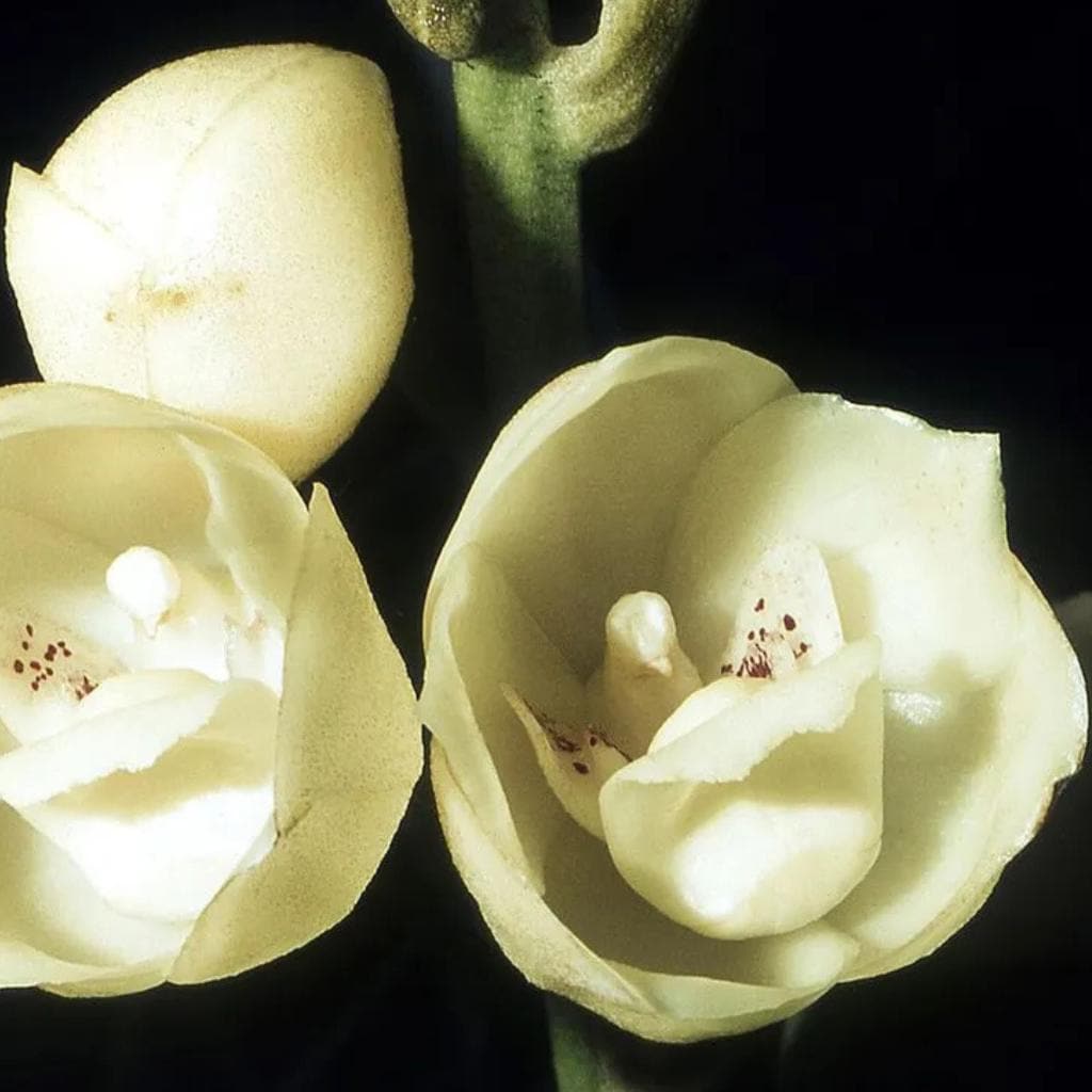 Ghost orchid - Etsy 日本