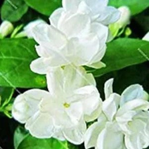 May include: A cluster of white jasmine flowers with multiple layers of delicate, rounded petals. The blossoms are surrounded by vibrant green leaves, with some buds visible in the background, showcasing the natural texture of the petals.