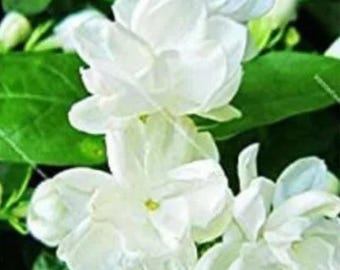 Arabian Jasmine Plant: Fragrant White Blooms, Bonsai Style Live Flower (10 Plants)